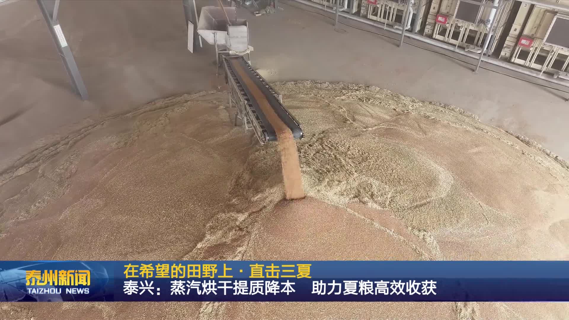 在希望的田野上·直击三夏  泰兴：蒸汽烘干提质降本 助力夏粮高效收获